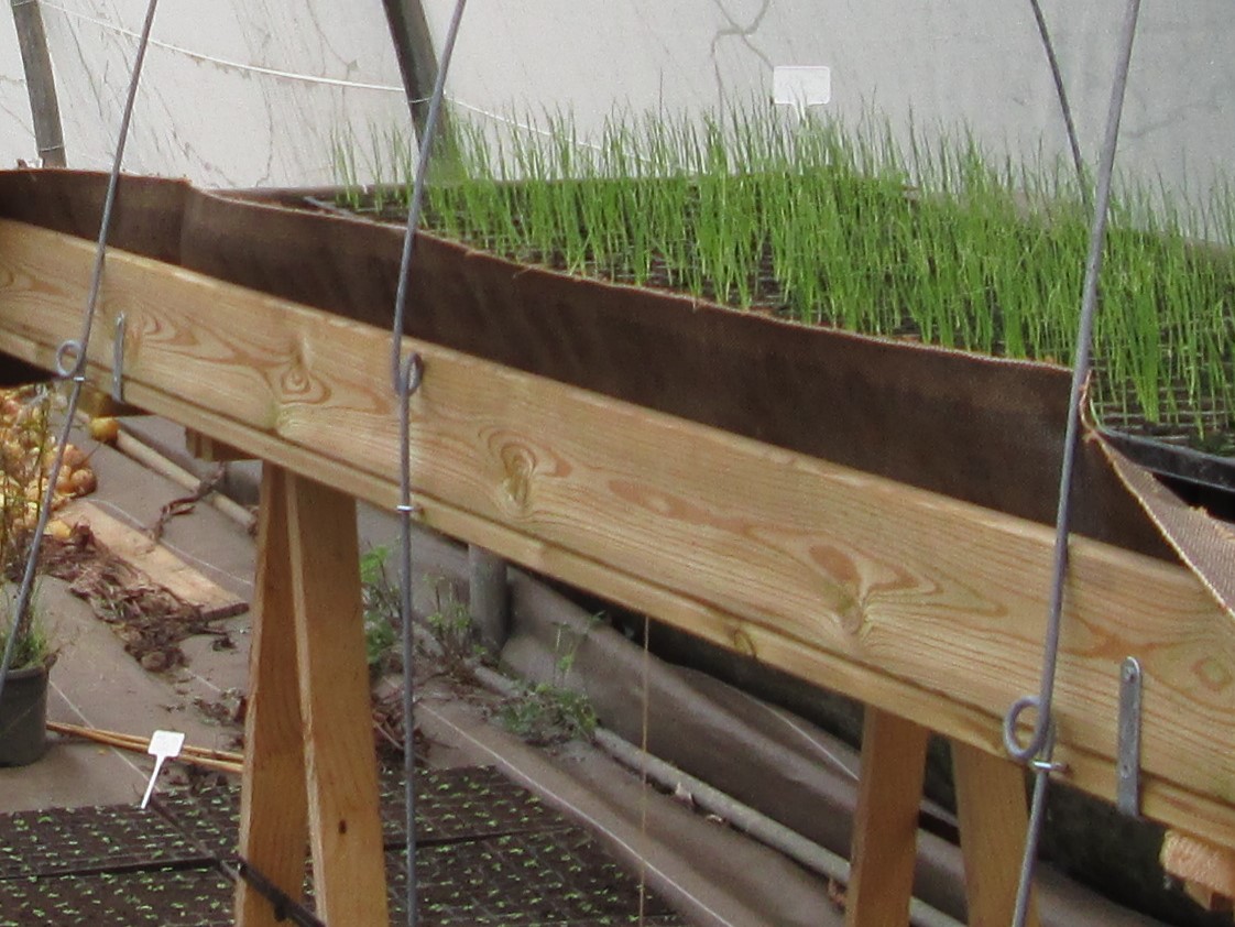 Arceaux de tunnel nantais en métal installés sur une table à plants en pépinière