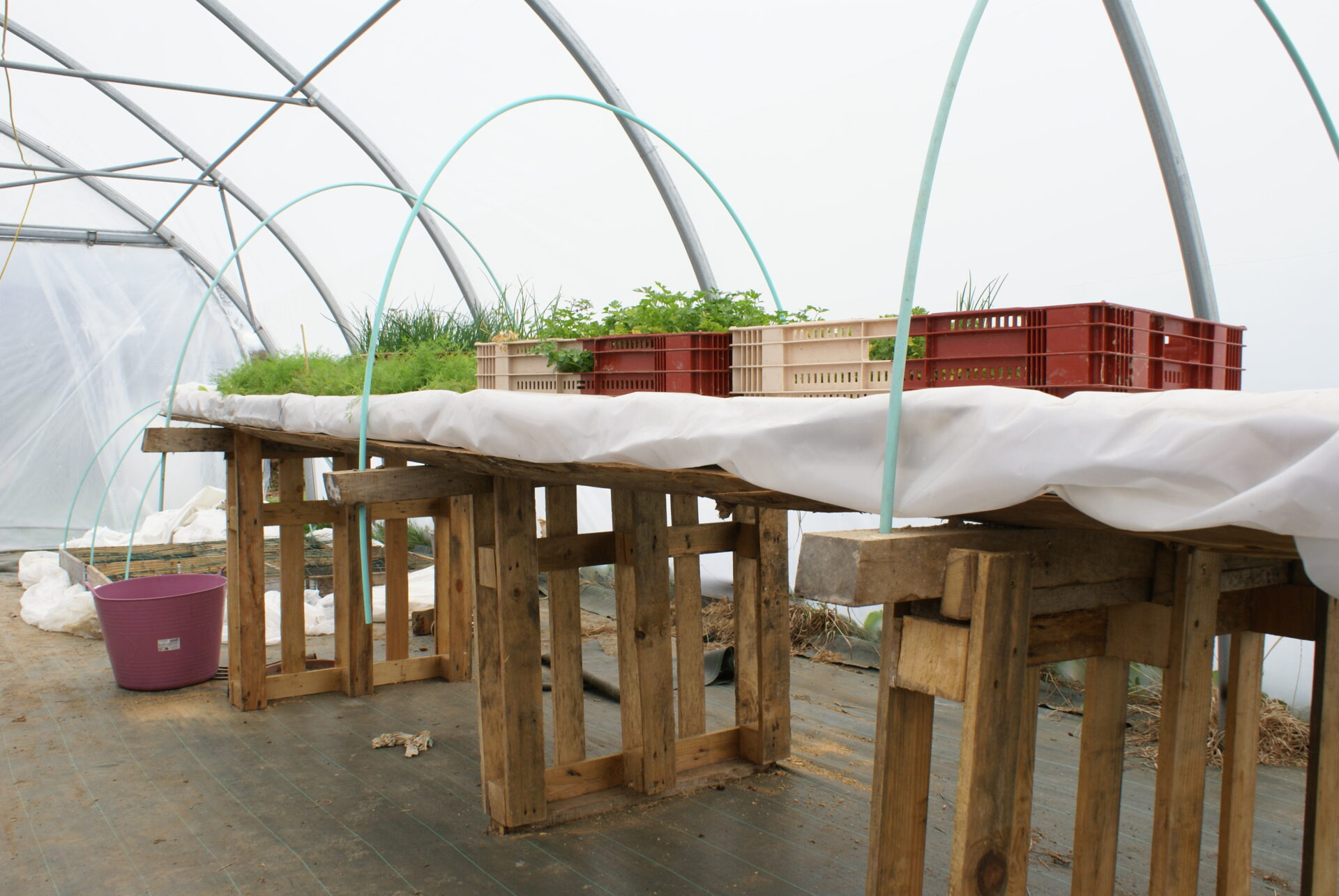 Arceaux de tunnel nantais en plastique installés sur tables à plants en pépinière