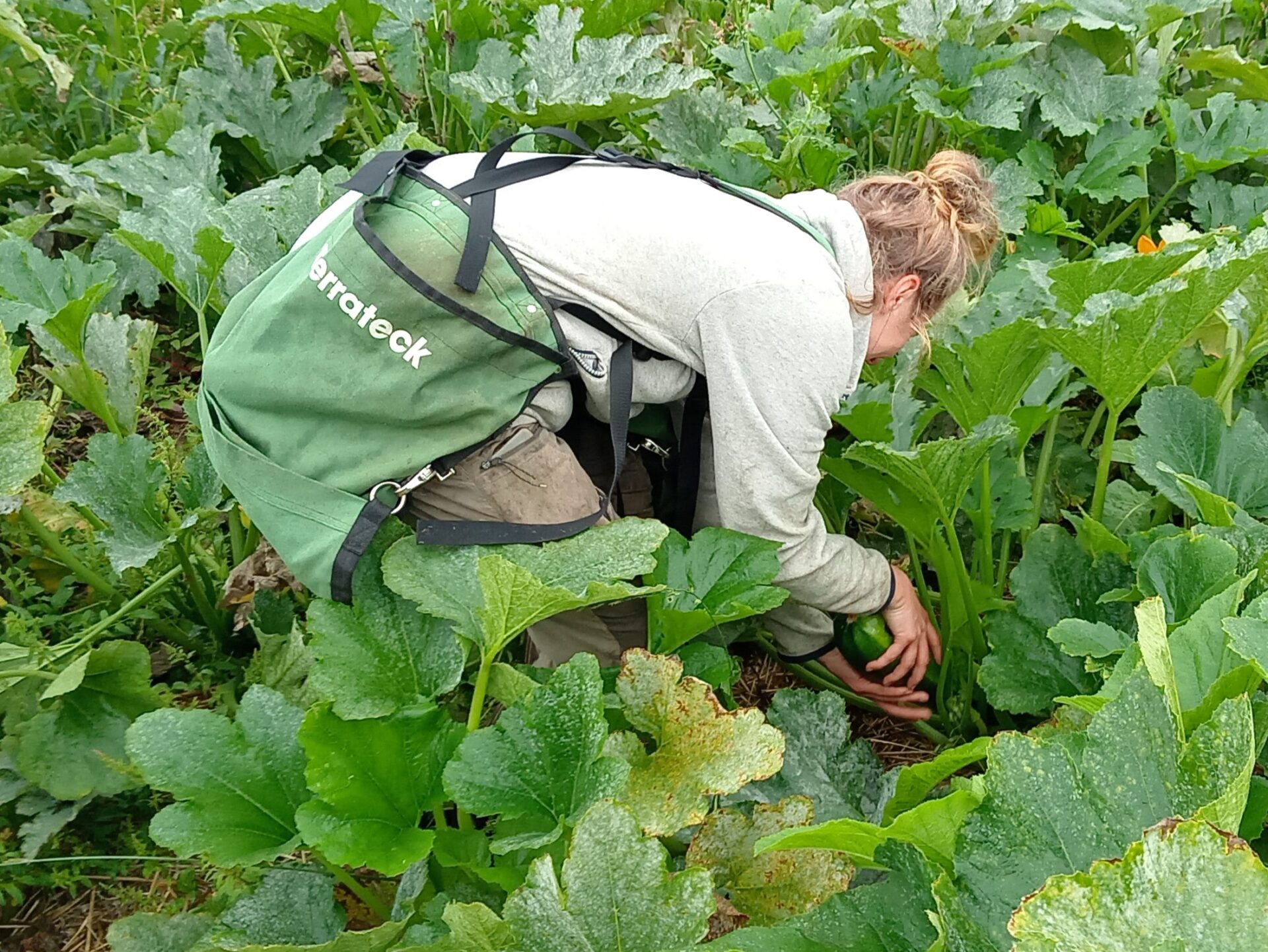 Récolte des courgettes à l'aide de sacoches latérales de récolte