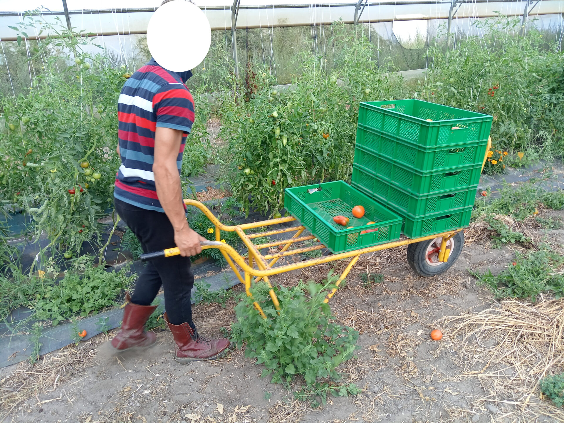 Le maraîcher pousse sa brouette au fur et à mesure de la récolte des tomates