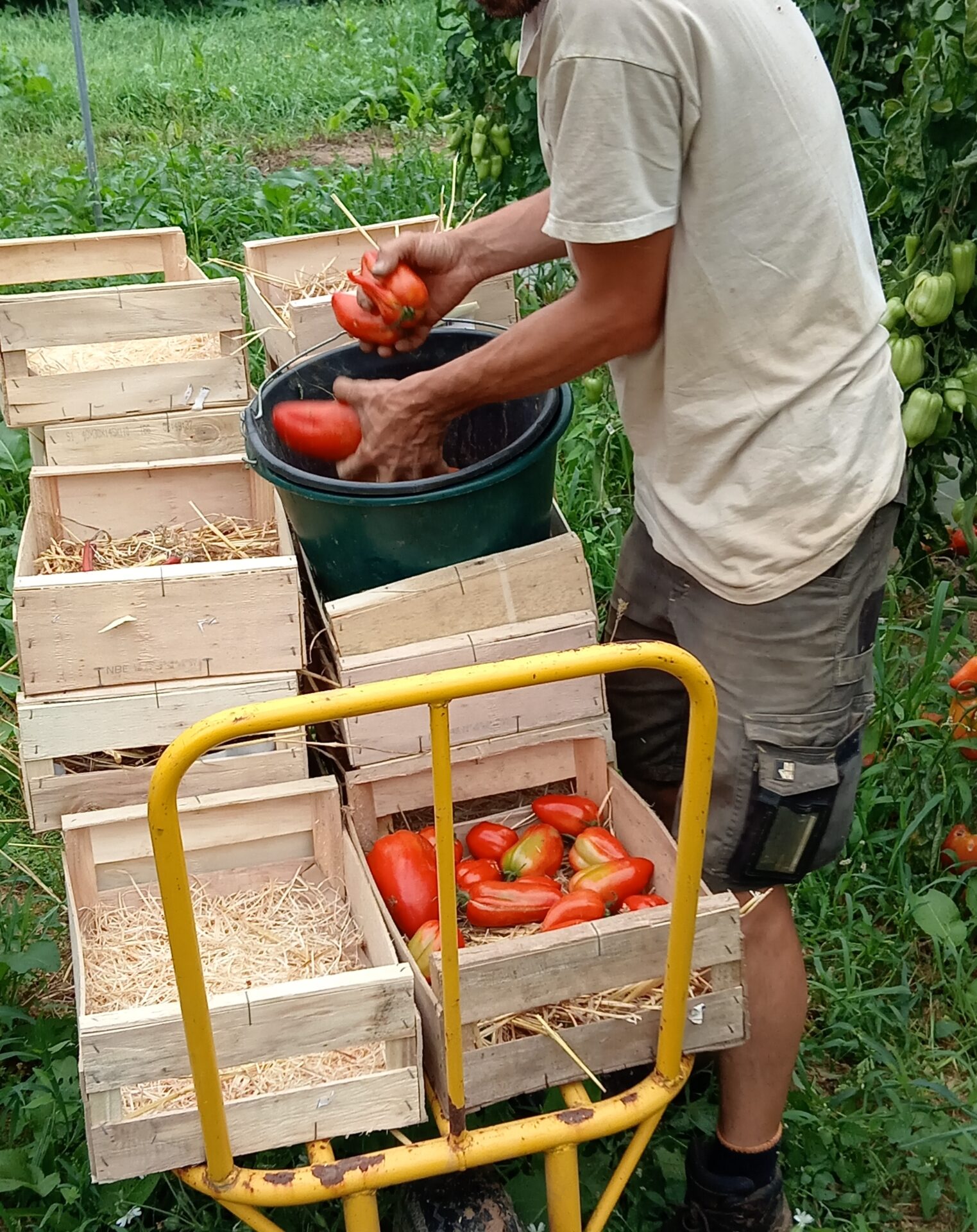 Tomates récoltées au seau et transférées en caisses