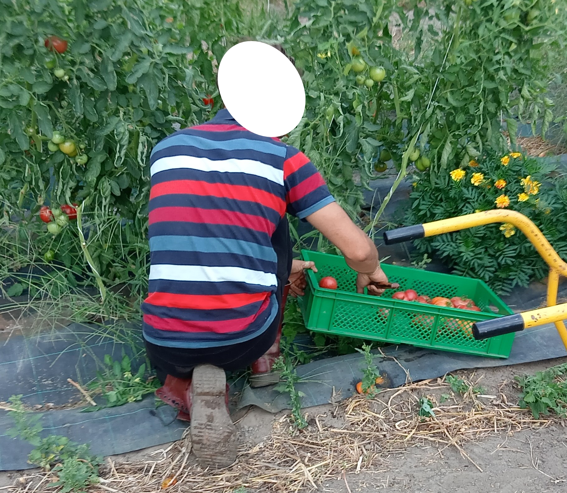 Le maraîcher récolte accroupi en trainant sa caisse au sol